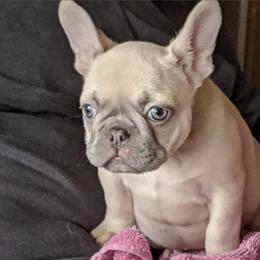 French Bulldog Puppies from Kelly Bulldogs