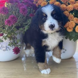 Bernese Mountain Dog Puppies from Blue Ridge Bernese