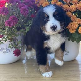Bernese Mountain Dog Puppies from Blue Ridge Bernese