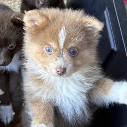 Boy 1 - Chocolate parti male Pomeranian puppy in El Sobrante, California from Little Lovers Kennels, LLC