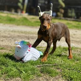 Orange - Red and rust male Doberman Pinscher puppy in Medina, Tennessee from Valorosa Doberman Kennel