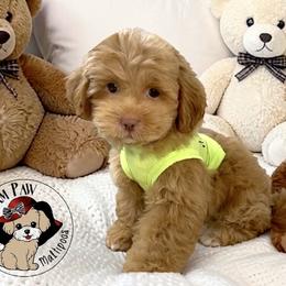 Companion Crosses, Maltese, Maltipoos, Poodles, and Shihpoos from GlamPaw Maltipoos