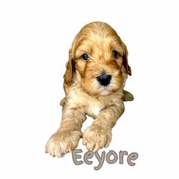 Eeyore - Caramel red male Australian Labradoodle puppy in Upland, California from Kings Labradoodles