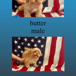 Shih Tzu Puppies from Fur Babies, LLC