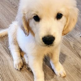 Red boy - Golden Retriever puppy from River Close Goldens