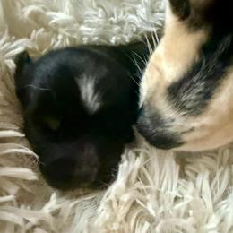 Little Dipper - Black and white female Pomsky puppy in Titusville, Florida from River Enz Pomskies