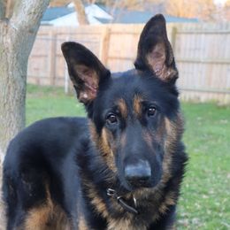 Elsa - German Shepherd