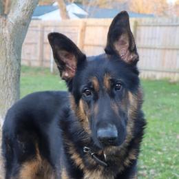 Elsa - German Shepherd