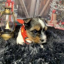 Little rocky 2500 - Black tan and white male Biewer Terrier puppy in Douglas, Georgia from Southern Georgia Yorkies and biewers