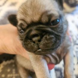 Black collar boy - Fawn male Pug puppy in Canterbury, Connecticut from Pug Palace Kennel