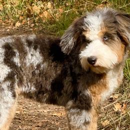 Bernese Mountain Dogs and Poodles from Brian Petersen