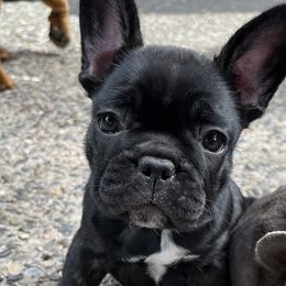 French Bulldog All Grown Up from Frenchie Tempest