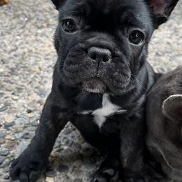 French Bulldog All Grown Up from Frenchie Tempest