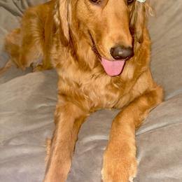Golden Retriever and Miniature Australian Shepherd All Grown Up from Raised Right Pups