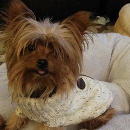 Patchy - Yorkshire Terrier