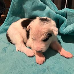 Buckley - Black and white male Border Collie puppy in Holden, Missouri from Spotted Feather Farm