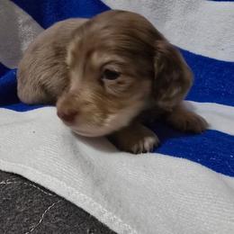 Boy 1 - Dapple male Dachshund puppy in Jackson's Gap, Alabama from Lake Martin Doxies