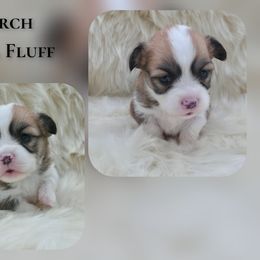 Birch - Red female Pembroke Welsh Corgi puppy in Charleroi, Pennsylvania from Twilight Hollow Corgis