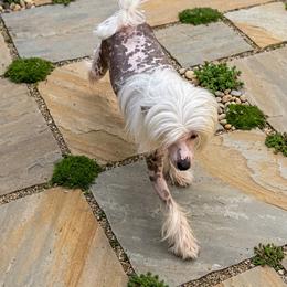 Harry - Slate male Chinese Crested puppy in Rockvale, Tennessee from Cosmic Chinese Cresteds & Wind-Echo Poodles