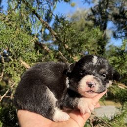 Kora (Financing Available) - Black and white female American Corgi puppy in Inverness, Florida from Canaan Farm Corgis