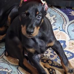 Girl 2 - Black and rust female Doberman Pinscher puppy in Vale, North Carolina from Von Katzenstein Kennel