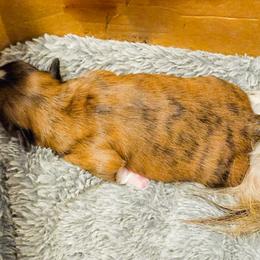 Lhasa Apso Puppies from Luv-N-Laughter Lhasa Apsos