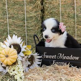 Australian Shepherd Puppies from Sweet Meadow Farms