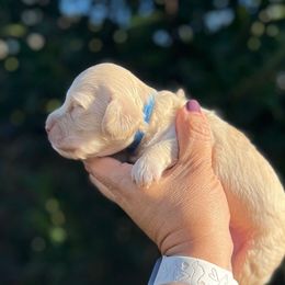 BUTTON - Cream male Dachshund puppy in Oakley, California from Delta Dachshunds