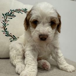 Parti coat male - Parti male Goldendoodle puppy in Ridgewood, New Jersey from Jessie’s Doodles
