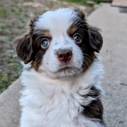 Girl 4 - Red tri Miniature Australian Shepherd puppy in Quitman, Arkansas from Horseshoes and Aussies