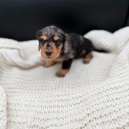Black and tan dapple girl - Dapple female Dachshund puppy in Beaver, Pennsylvania from Meaden’s Mini Dachshunds