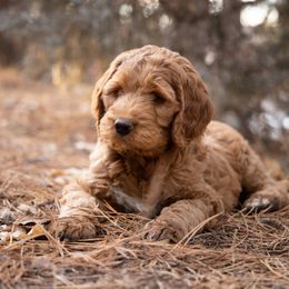 Goldendoodle Puppies from Denver Doodles