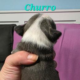 Churro - Blue male Boston Terrier puppy in Columbus, Ohio from Bryn's AKC Bostons