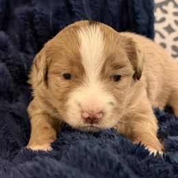 Sage - Red merle male Miniature Australian Shepherd puppy in Dallas, Waco, And Tyler, Texas from Beulah Aussie Farms Texas