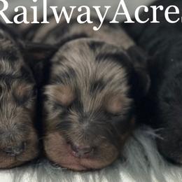 Boy 2-Merle - Merle male Goldendoodle puppy in Milford, Indiana from Railway Acres Kennel