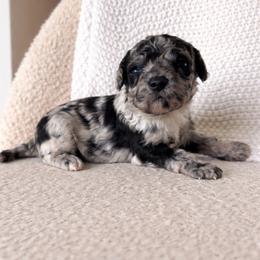Marble - Merle male Sheepadoodle puppy in Fort Myers, Florida from Daisy Doodles LLC