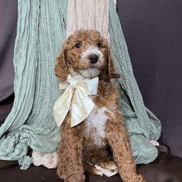Slash - Goldendoodle puppy from Tar Heel Doods