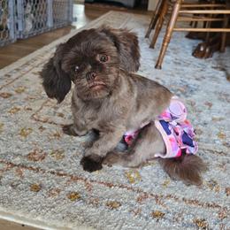 Esther - Shih Tzu