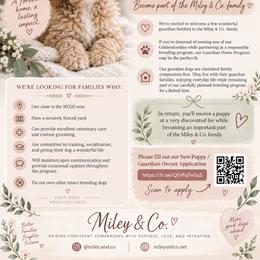 Rocket - Red  male Goldendoodle puppy in Escalon, California from Miley&Co.
