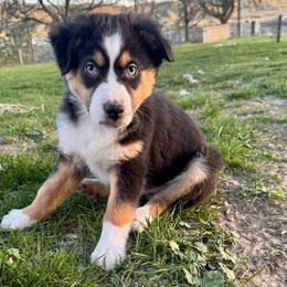Brave - Black tri male Miniature American Shepherd puppy in Tonasket, Washington from V5 Aussies