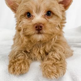 Dachshund, Great Dane, and Yorkshire Terrier Puppies from WZ Kennels