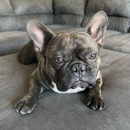 Savvy - French Bulldog