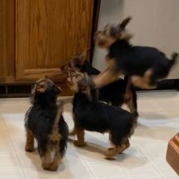 Australian Terrier Puppies from Outbackred Aussies