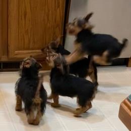 Australian Terrier Puppies from Outbackred Aussies