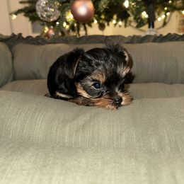 Girl 1 - Yorkshire Terrier puppy in Livermore, California from Ruben & Tatiana’s Yorkshire Terriers