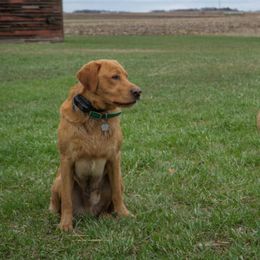 Labrador Retrievers from Prairie Performance Labs