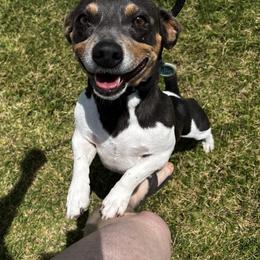 Muddy - Teddy Roosevelt Terrier