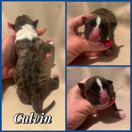 Calvin - Black brindle male American Staffordshire Terrier puppy in Marietta, Georgia from Ambition Amstaffs