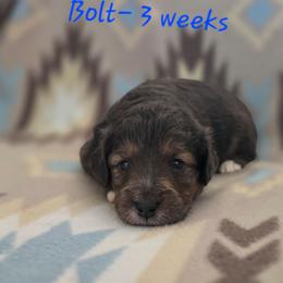 Bolt - Brown merle male Aussiedoodle puppy in Redding, California from House Merrills Minis and Doodles