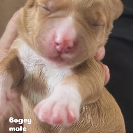 Bogey - Apricot male Australian Labradoodle puppy in Chuluota, Florida from Delano Australian Labradoodles